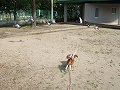 ng